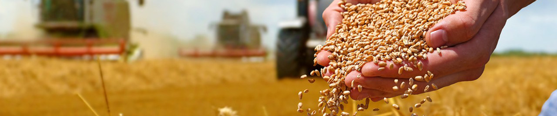 grain processing plant solution